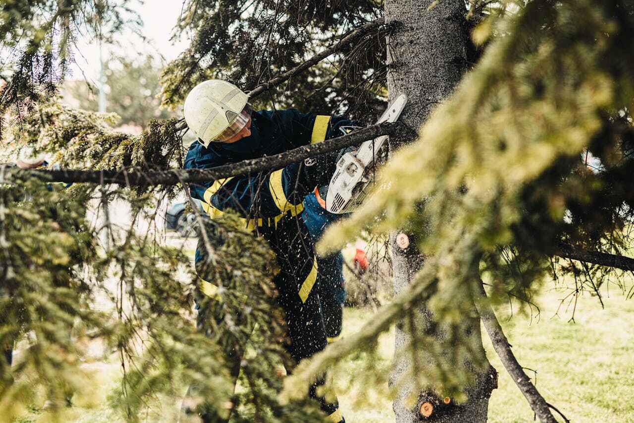 Emergency Storm Tree Removal in North Tunica, MS